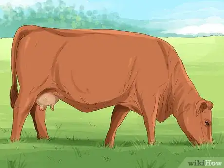 Image titled Identify Maine Anjou Cattle Step 4