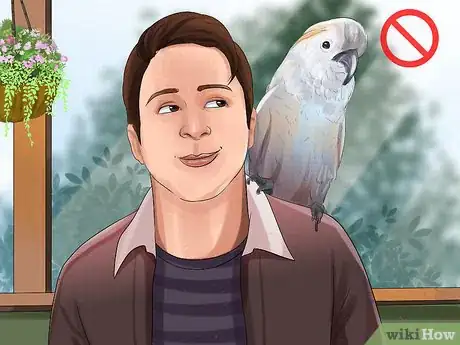 Image titled Live With a Moluccan Cockatoo Step 17