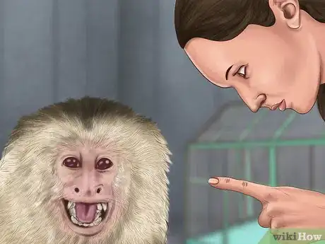 Image titled Quiet a Capuchin Monkey Step 14
