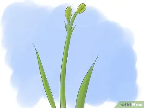 Image titled Take Care of Irises when Their Flowers Die Step 5