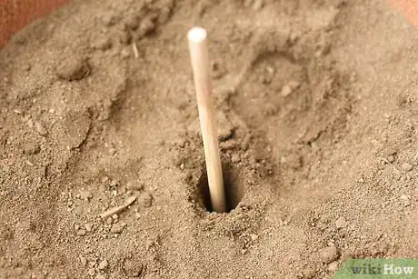 Image titled Grow a Rose Bush from a Single Stem or Cutting Step 1