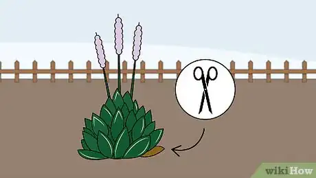 Image titled Grow Hostas Step 9