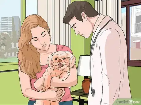 Image titled Diangose Juvenile Renal Dysplasia in Shih Tzus Step 5