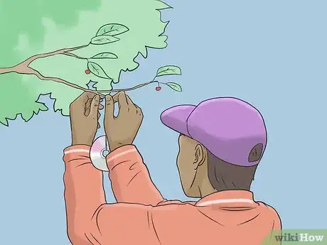 Image titled Protect Your Cherry Trees from Birds Step 4
