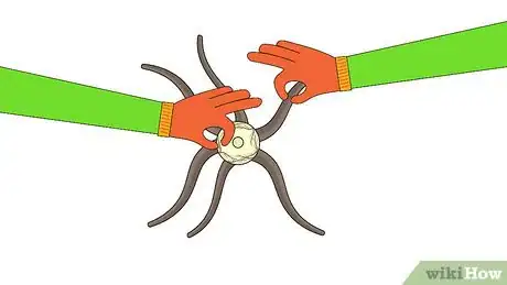 Image titled Plant Eremurus Step 7