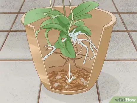 Image titled Repot Orchids with Air Roots Step 9