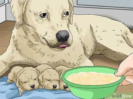 Image titled Whelp and Raise a Single Puppy Step 5
