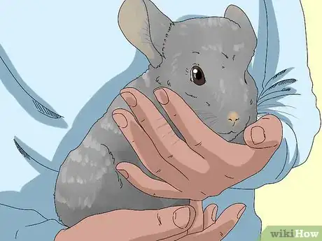 Image titled Manage Fur Slip in Chinchillas Step 2