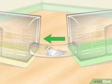 Image titled Train a Hamster to Run Through Tunnels Step 8