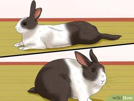 Image titled Socialize Your Rabbit Step 5