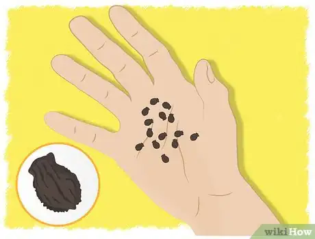 Image titled Grow Borage Step 1