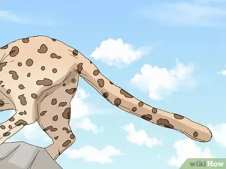 Image titled Tell a Cheetah and Leopard Apart Step 11