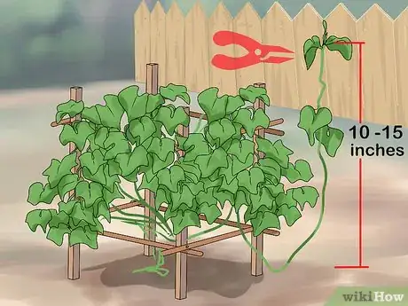 Image titled Grow a Choko Vine Step 12