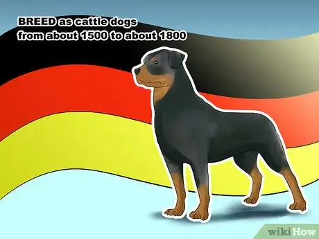 Image titled Know if You Can Care for a Rottweiler Step 10