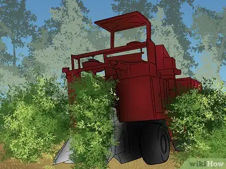 Image titled Harvest Coffee Beans Step 5