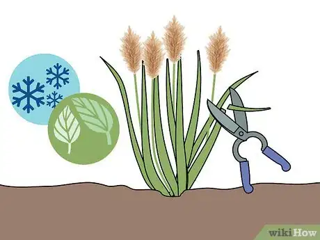 Image titled Grow Pampas Grass Step 12