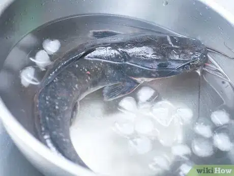 Image titled Freeze Fish Step 3