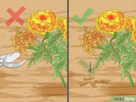 Image titled Deadhead Marigolds Step 3