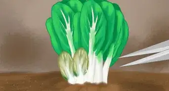 Regrow Bok Choy