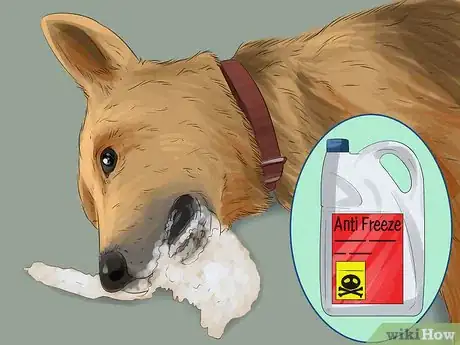 Image titled Keep Your Pets Safe in Winter Step 18