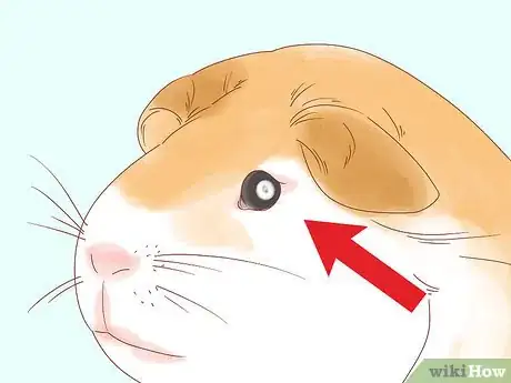 Image titled Diagnose Geriatric Diseases in Hamsters Step 10