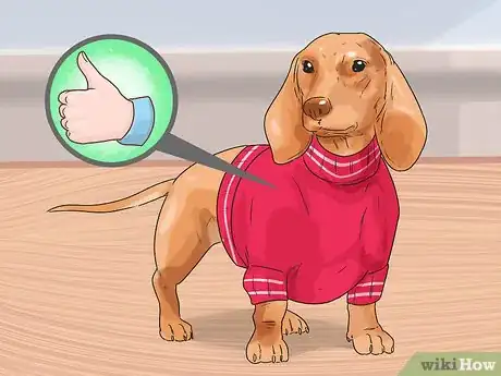 Image titled Get a Dog Ready for a Special Occasion Step 8