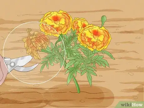 Image titled Deadhead Marigolds Step 2