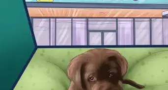 Buy a Chocolate Labrador