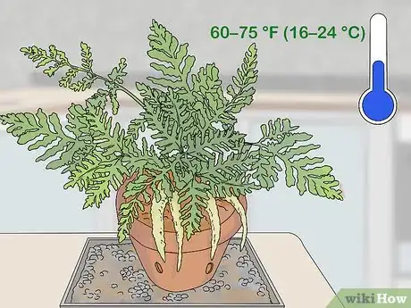 Image titled Grow a Rabbit Foot Fern Step 8
