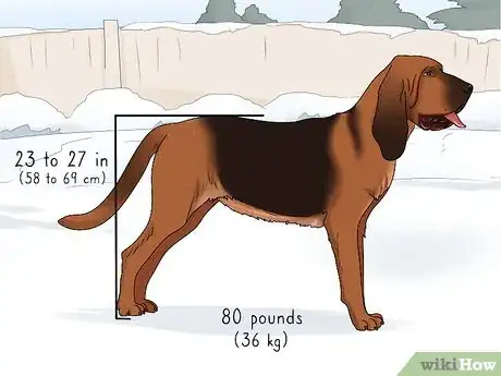 Image titled Identify a Bloodhound Step 1