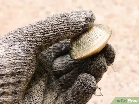 Image titled Shuck Clams Step 6