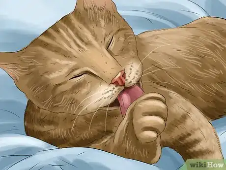 Image titled Know if Your Cat Needs Gluten‐Free Food Step 2