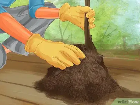 Image titled Grow Olives Step 9