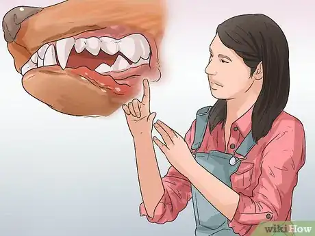 Image titled Treat Canine Periodontal Disease Step 4