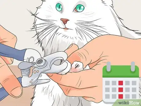 Image titled Raise Angora Cats Step 18