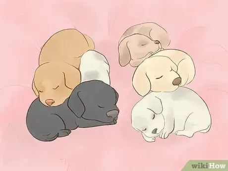 Image titled Buy a Purebred Puppy Step 9