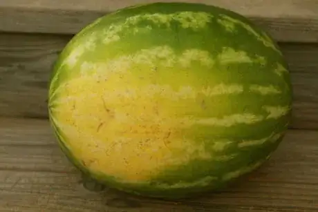 Image titled Watermelon yellow 2