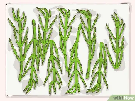 Image titled Cook Sea Asparagus Step 6