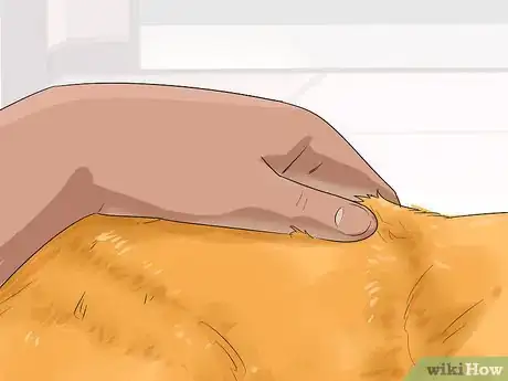 Image titled Identify an Exotic Shorthair Cat Step 1