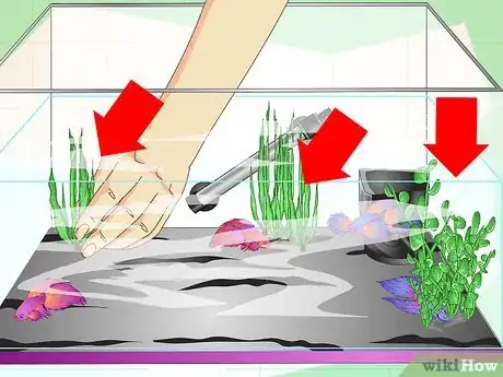 Image titled Make a Female Betta Community Step 13