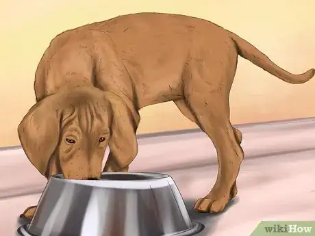 Image titled Care for a Dog After Spaying Step 7