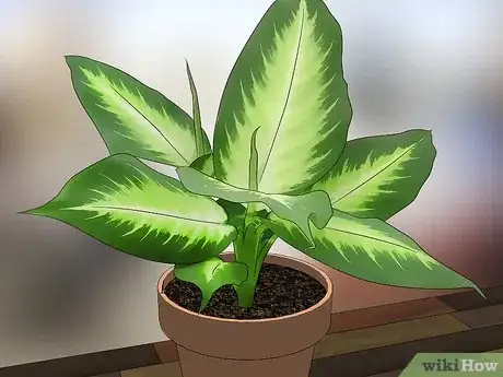 Image titled Choose Low‐Maintenance Houseplants Step 14