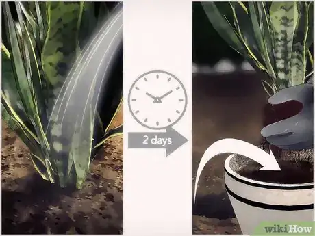 Image titled Overwinter Tropical Plants Step 8