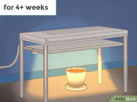 Image titled Grow Sundews Step 15