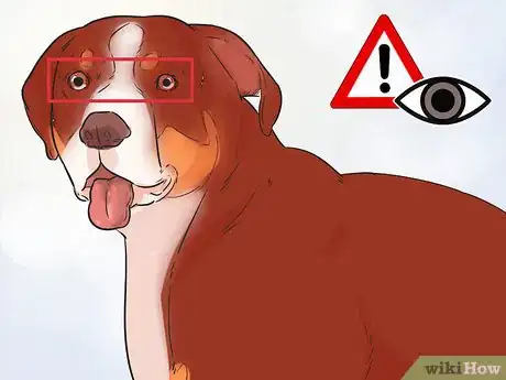 Image titled Groom a Greater Swiss Mountain Dog Step 14