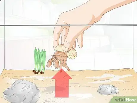 Image titled Hand Feed a Hermit Crab Step 1