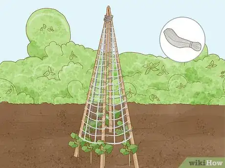 Image titled Grow Runner Beans Step 13