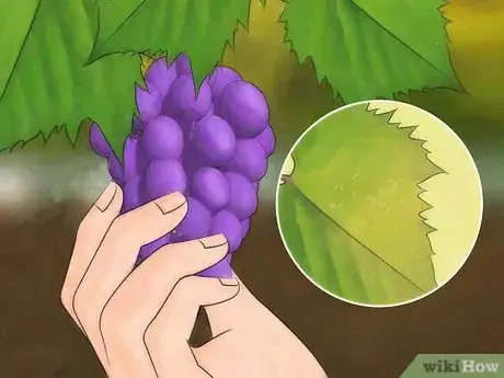Image titled Start a Vineyard Step 10