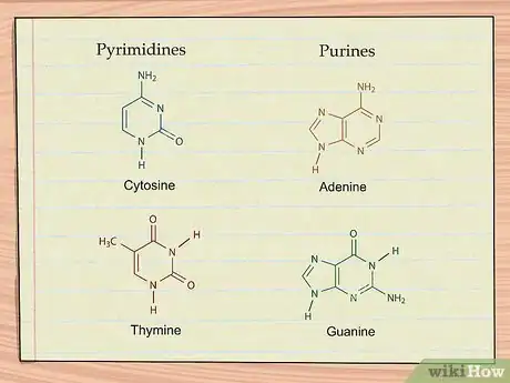 Image titled Understand DNA Structure Step 3