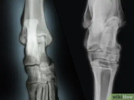 Image titled Diagnose Osteochondrosis Dissecans in Rottweilers Step 5